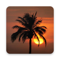 Palm tree with sunset